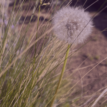 becoming friends with your inner&nbsp;child